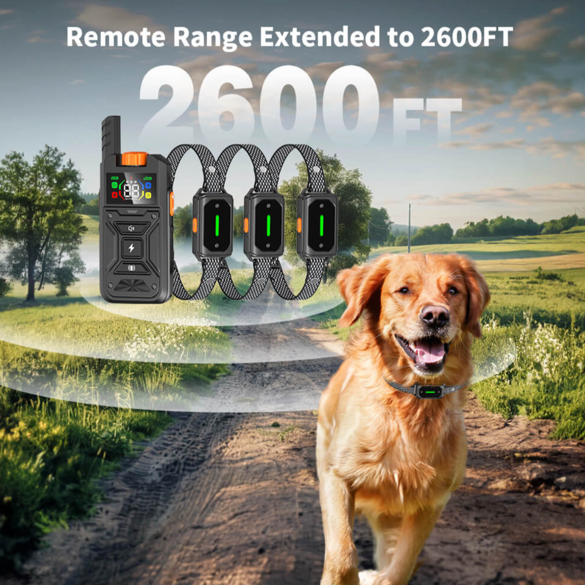 Transform Chaos into Harmony with Your Dog